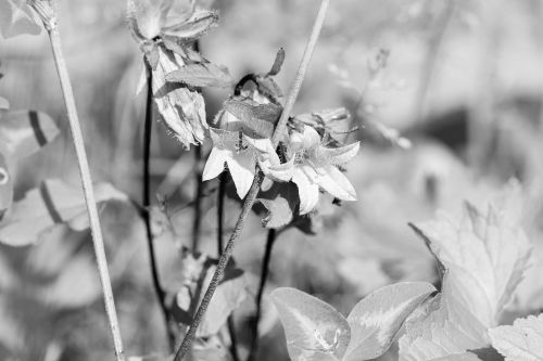 bluebell summer flower wildflower