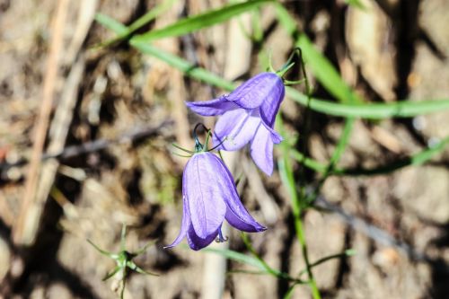 bluebell flowers wild flowers