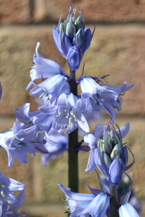 bluebell cultivated bulb