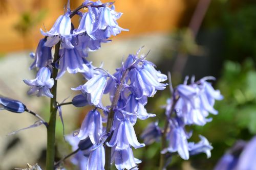 bluebell flower purple