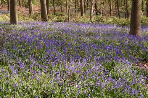 bluebell  flower  blue