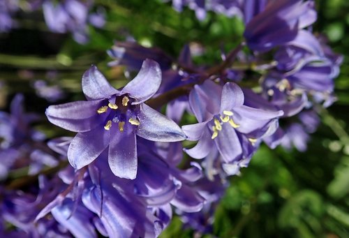 bluebell  flower  bulb