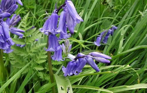 bluebell  flowers  purple