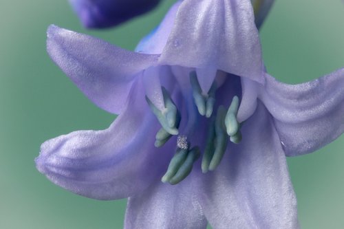bluebell  spanish  bloom