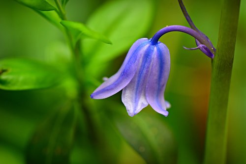 bluebell  flower  plant