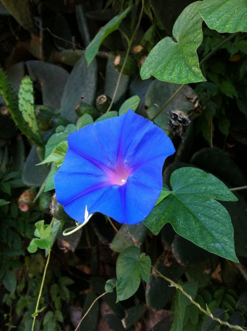 bluebell blue bell blue flower