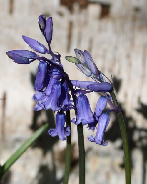 bluebells blue nature