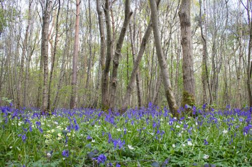 bluebells woods english