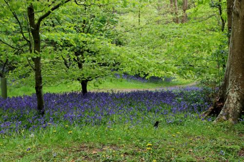 bluebells woodland spring