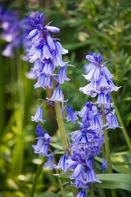 bluebells bluebell flower