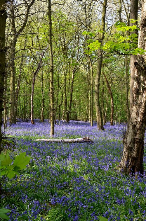 bluebells forest rufford park