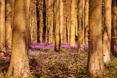 bluebells woodland springtime