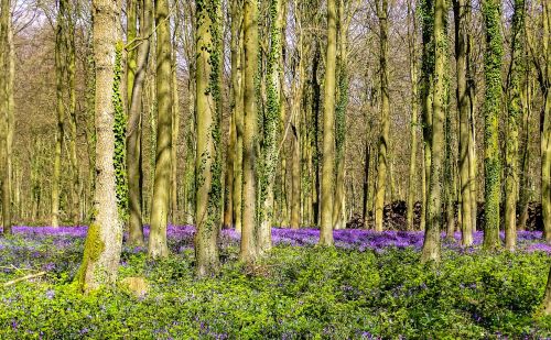 bluebells woodland woods