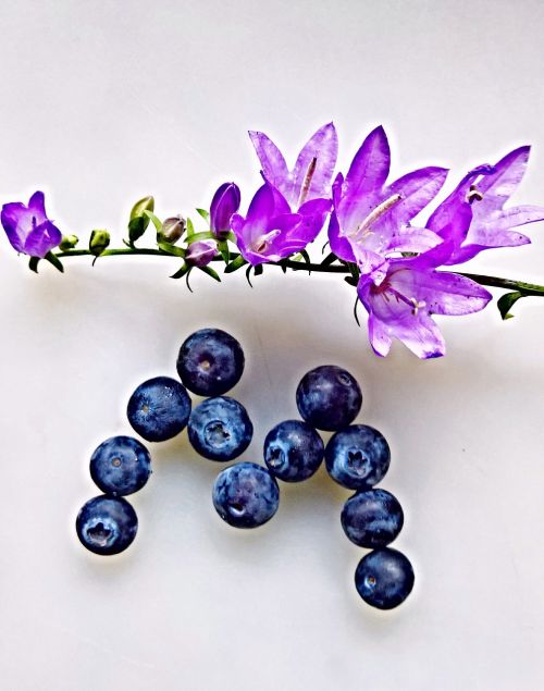 bluebells violet blueberries
