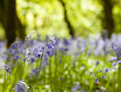 bluebells flower spring