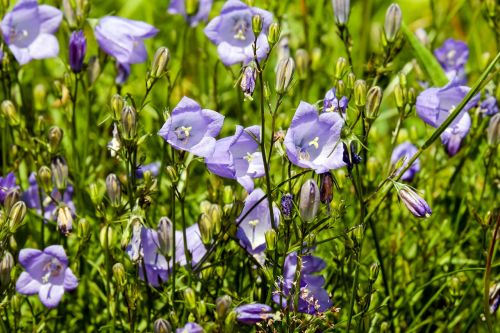 bluebells flowers bloom