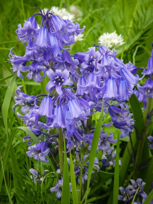 bluebells wildflower spring