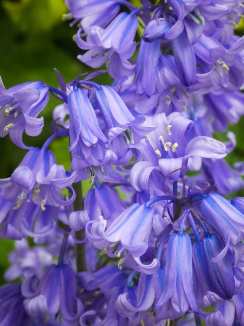 bluebells wildflower spring