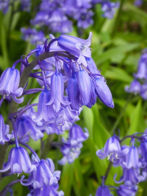 bluebells wildflower spring