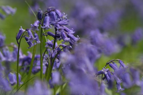 bluebells flower blue