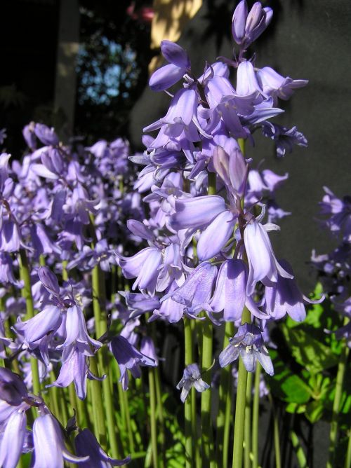 bluebells flowers bulbs