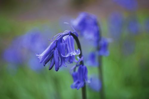 bluebells flowers field