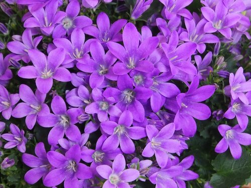 bluebells  purple  violet