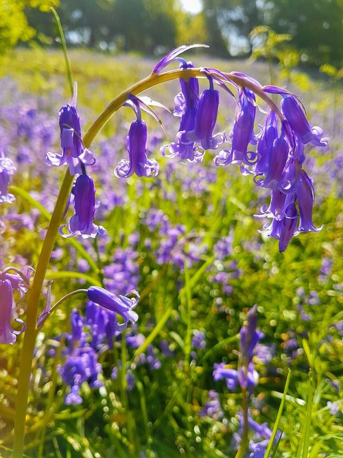 bluebells  flower  nature