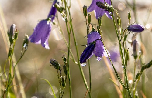 bluebells  campanula  raindrop