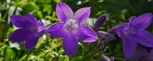 bluebells  purple  flowers