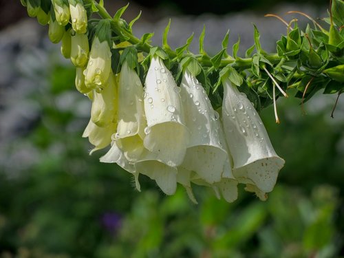 bluebells  white  drip