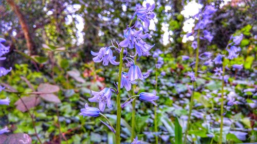 bluebells  flowers  southampton