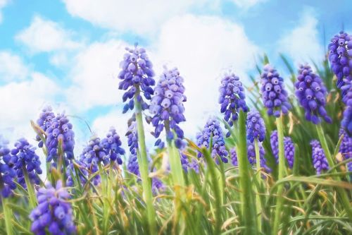 bluebells spring purple
