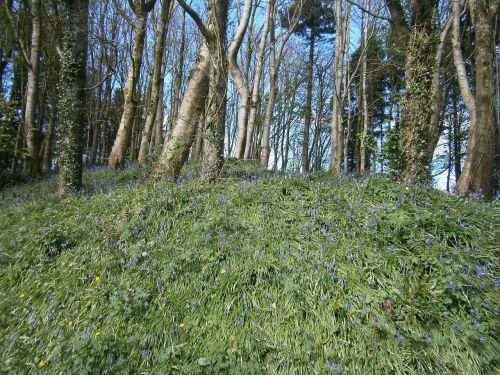 bluebells trees blue sky