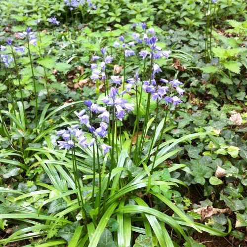 bluebells flowers blue