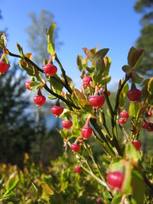 blueberries flowers spring