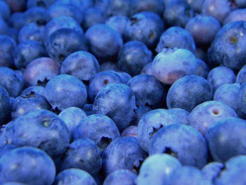 blueberries blueberry fruit