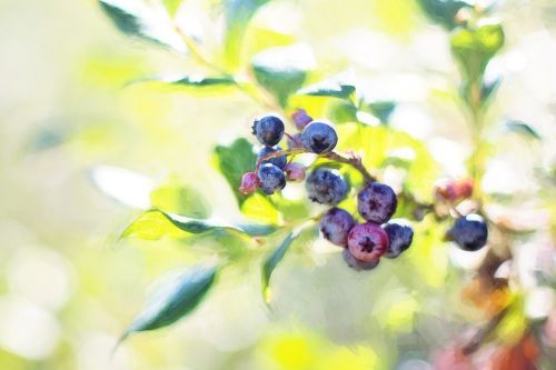 blueberries bush summer