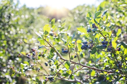 blueberries bush nature