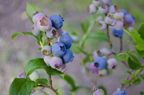 blueberries blueberry bush blueberry