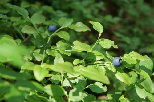 blueberries forest nature