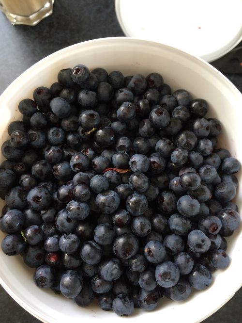 blueberries berry picking blueberry bucket