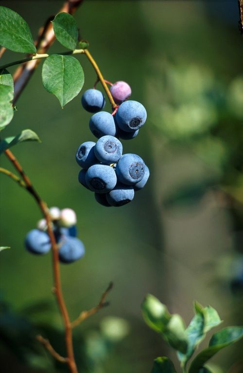 blueberries fruit fresh