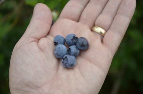 blueberries fresh picked fruit closeup
