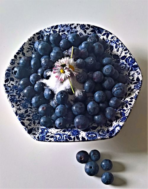 blueberries bickbeeren vaccinium