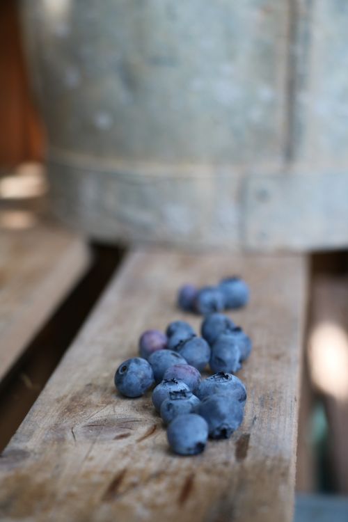 blueberries obstkiste garden