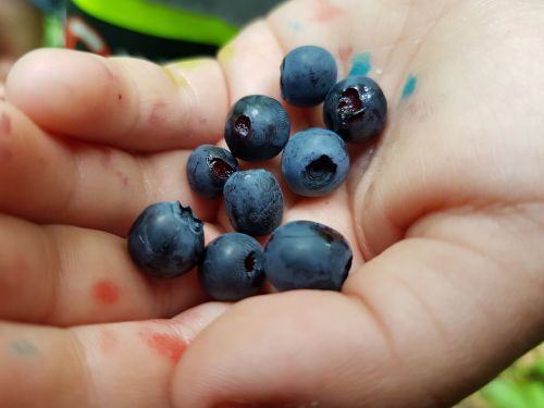 blueberries hand dirty