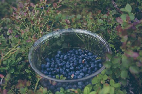 blueberries fruits healthy