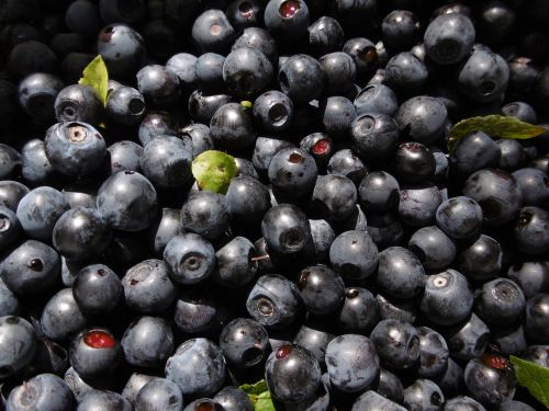 blueberries berries forest