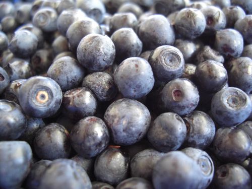 blueberries fruits eat